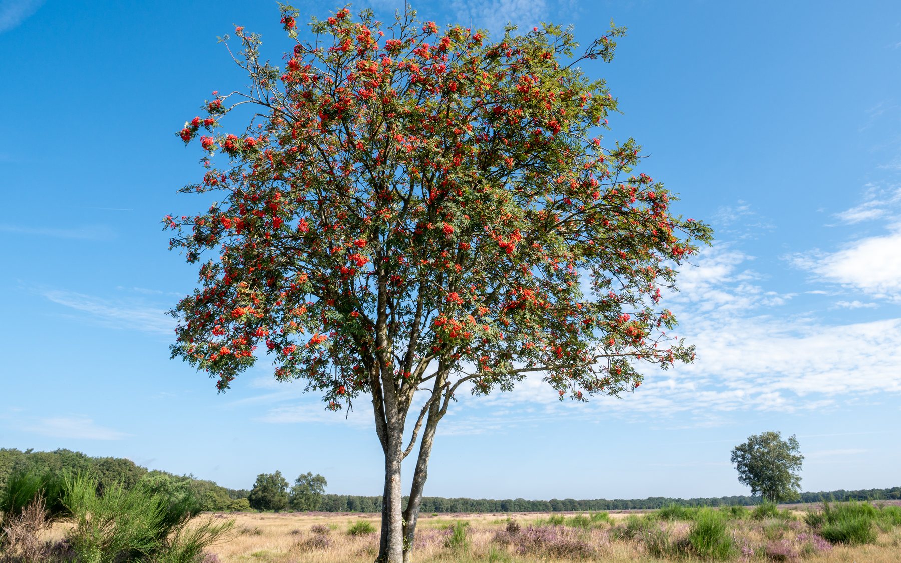 A rowan tree on the heath in Het Gooi
