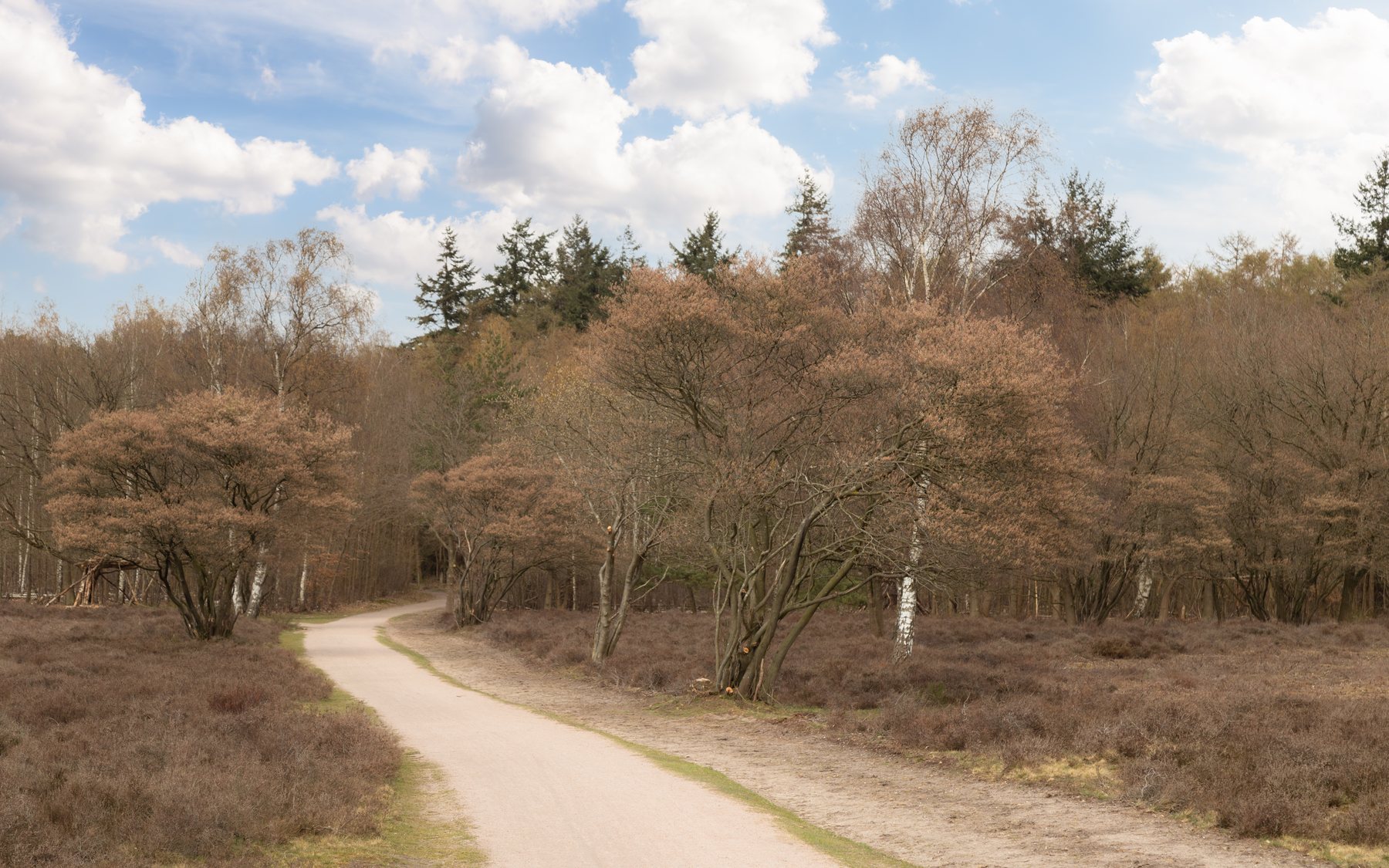 Wandelpad over de heide in het Gooi